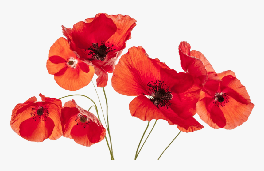 Poppies On A White Background, HD Png Download, Free Download