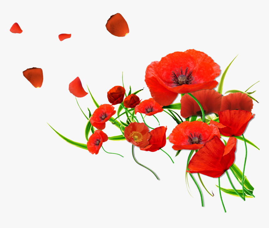 Common Poppy Flower Petal Desktop Wallpaper - Transparent Background Poppy Png, Png Download, Free Download