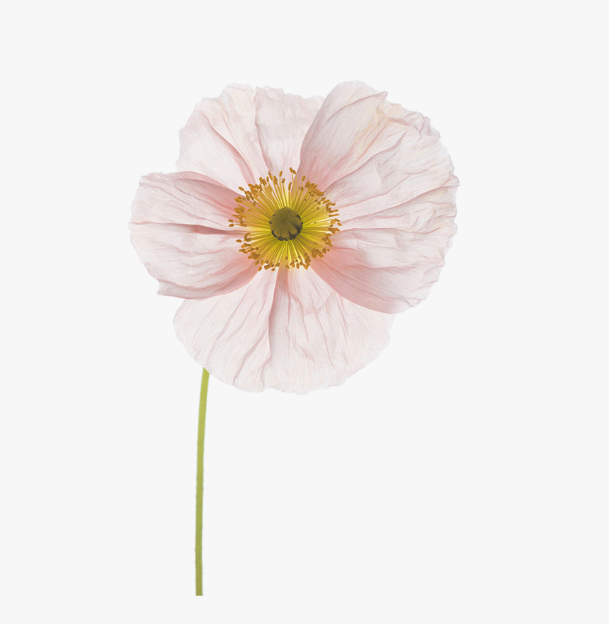 Image Du Blog Zezete Centerblog Net New - Anemone, HD Png Download, Free Download