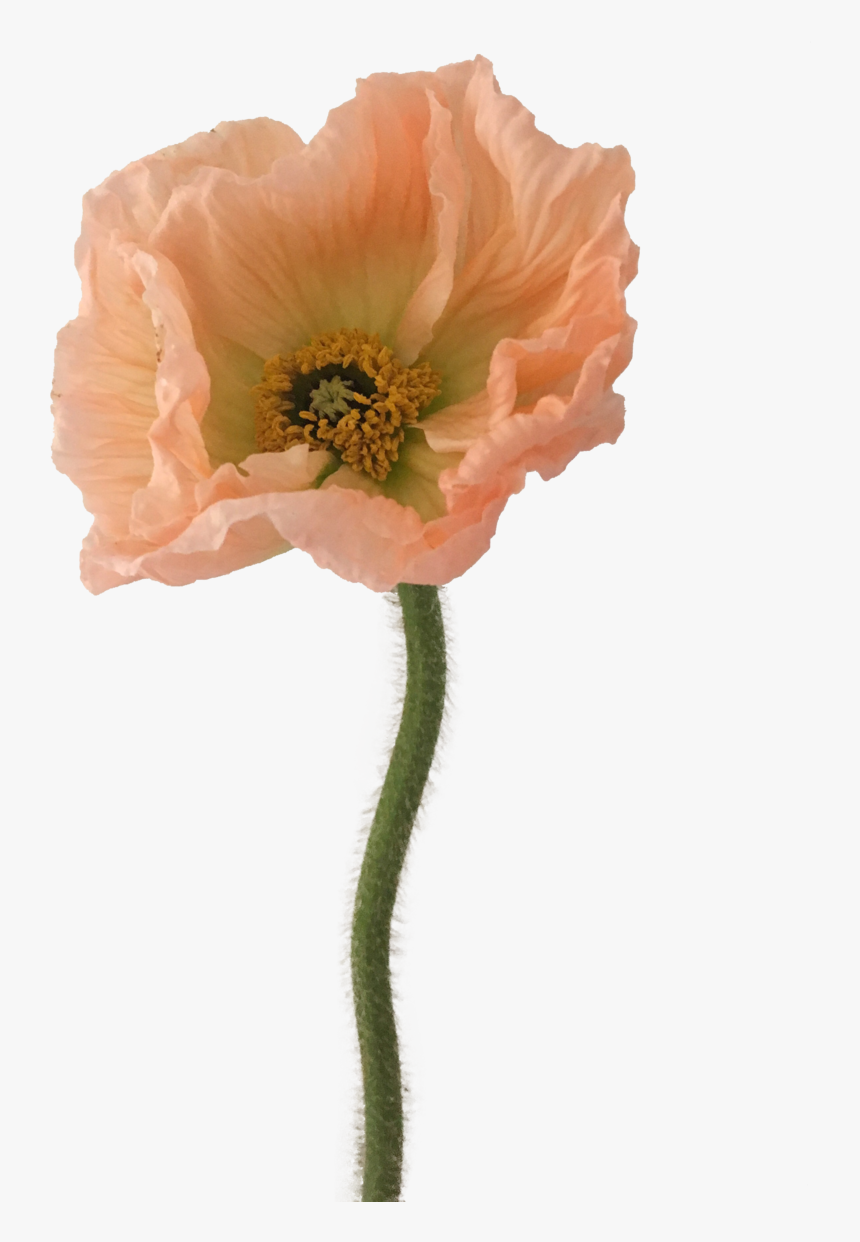 Oriental Poppy, HD Png Download, Free Download