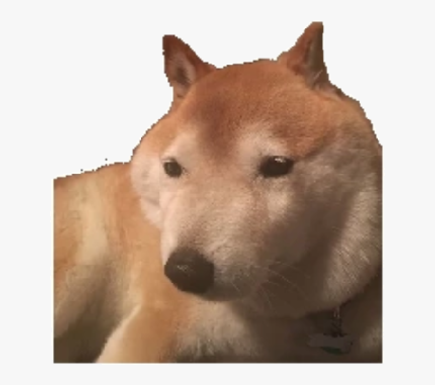 Transparent Doge Face Png Bepis Dog Png Download Kindpng - doge sun meme roblox