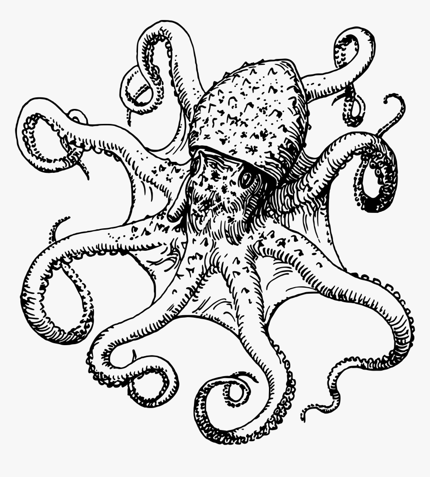 Octopus Drawing Transparent Png Clipart Free Download - Octopus Drawing Png, Png Download, Free Download