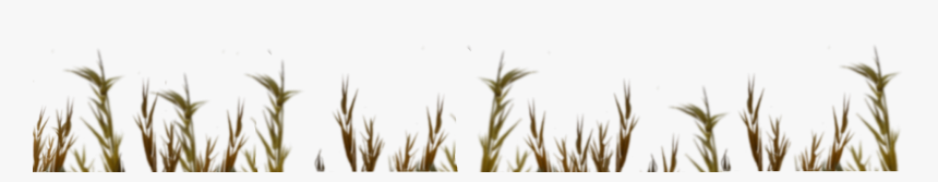 Phragmites, HD Png Download, Free Download