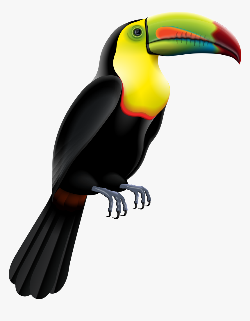 Toucan Clipart Rainforest Brazilian, HD Png Download, Free Download