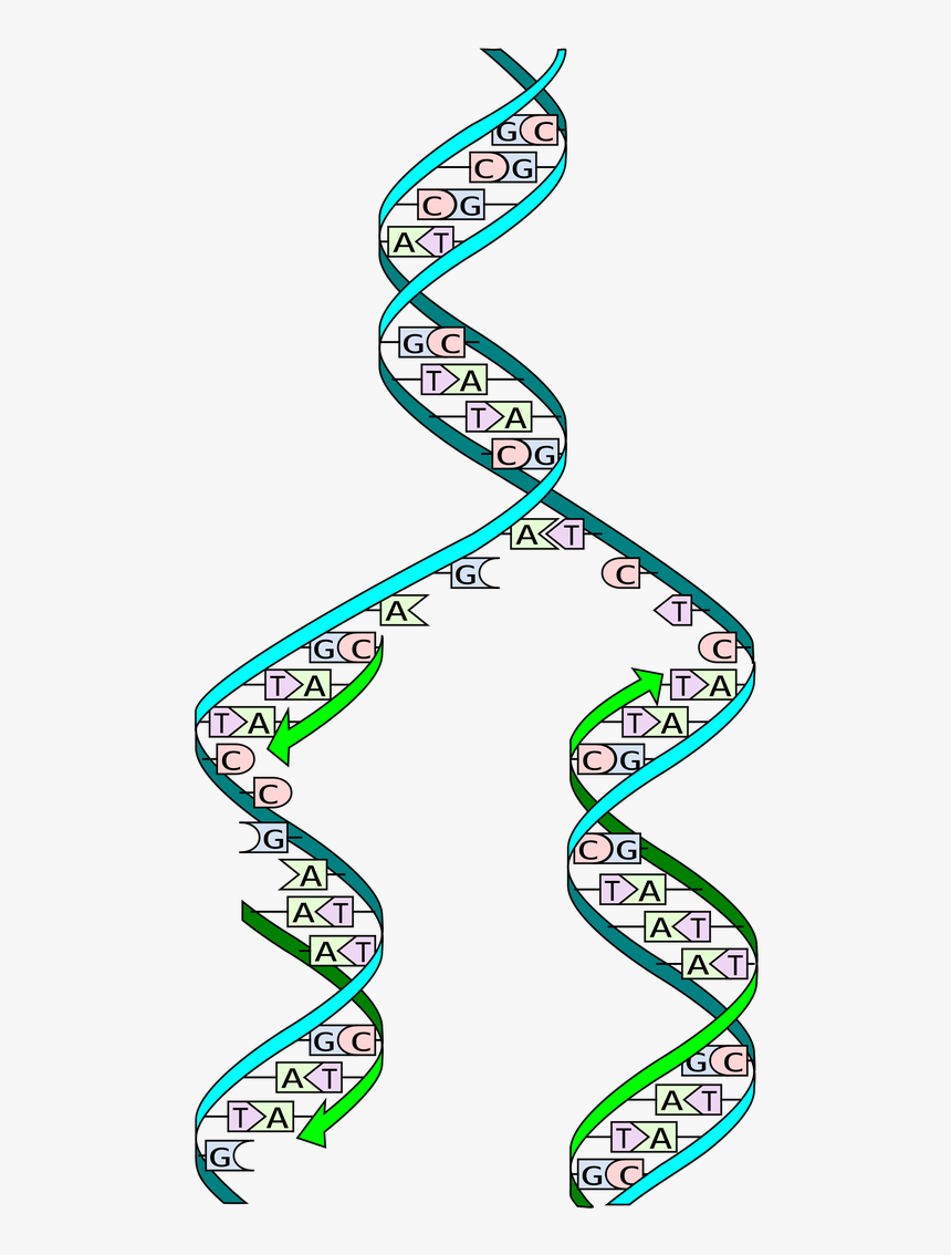 Dna Replication, HD Png Download, Free Download
