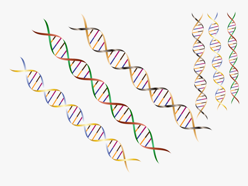 Dna Strand Border, HD Png Download, Free Download