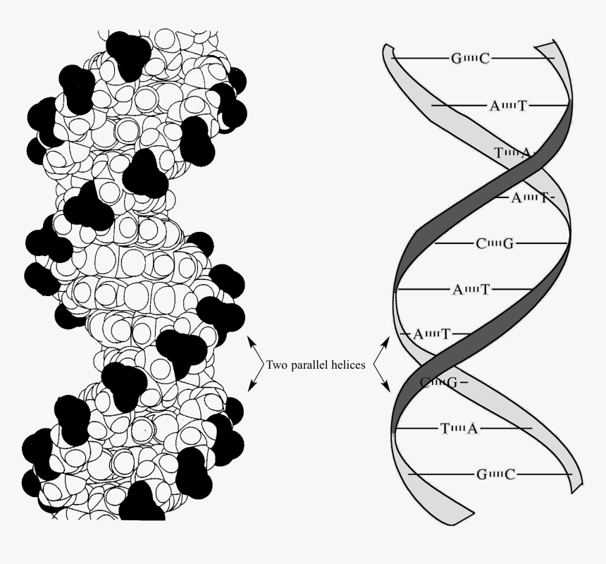 Pi Stacking Interactions Dna, HD Png Download, Free Download