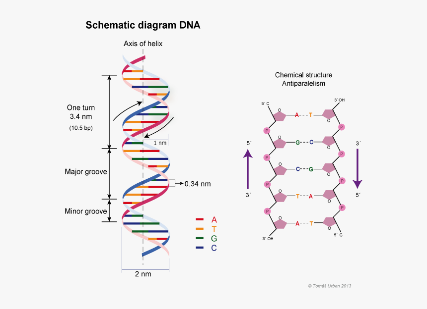 Transparent Dna Helix Clipart - Dna Double Helix Structure Model, HD Png Download, Free Download