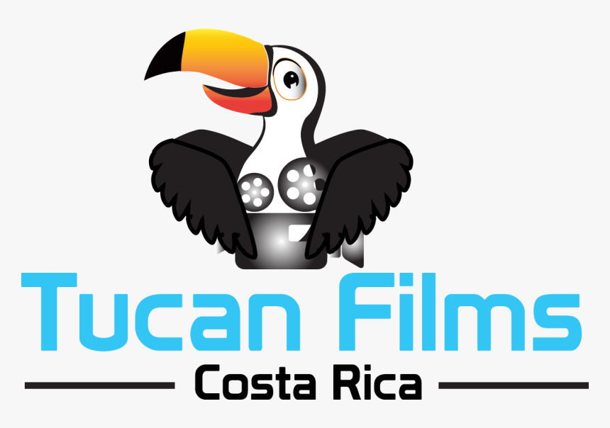 Transparent Tucan Png - Hornbill, Png Download, Free Download