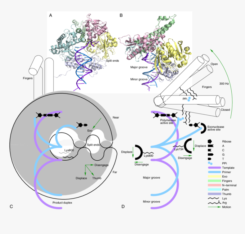 Diagram, HD Png Download, Free Download