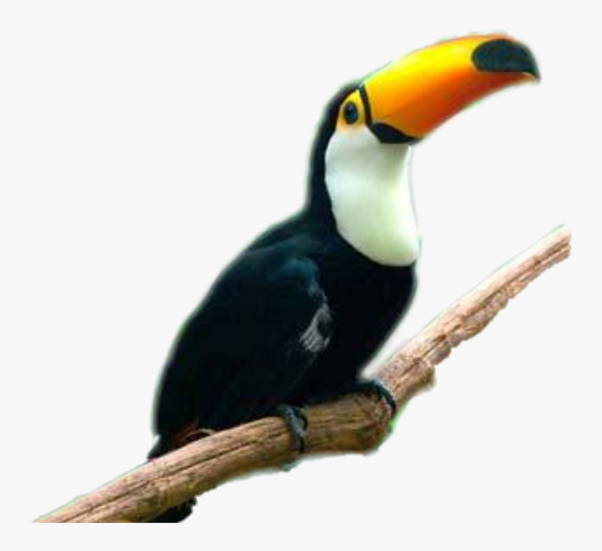 #tucan - Animales Tucanes En Png, Transparent Png, Free Download