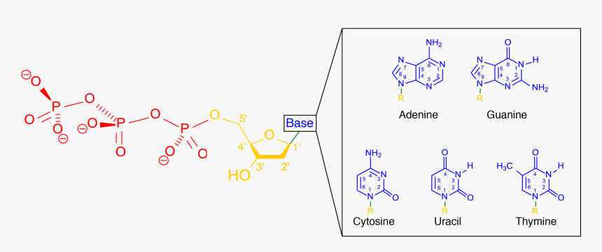 Nitrogenous Base, HD Png Download, Free Download