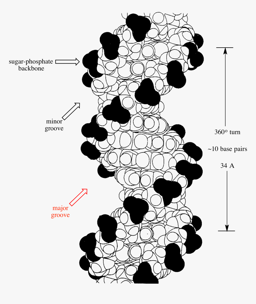 Pi Pi Interaction In Dna, HD Png Download, Free Download