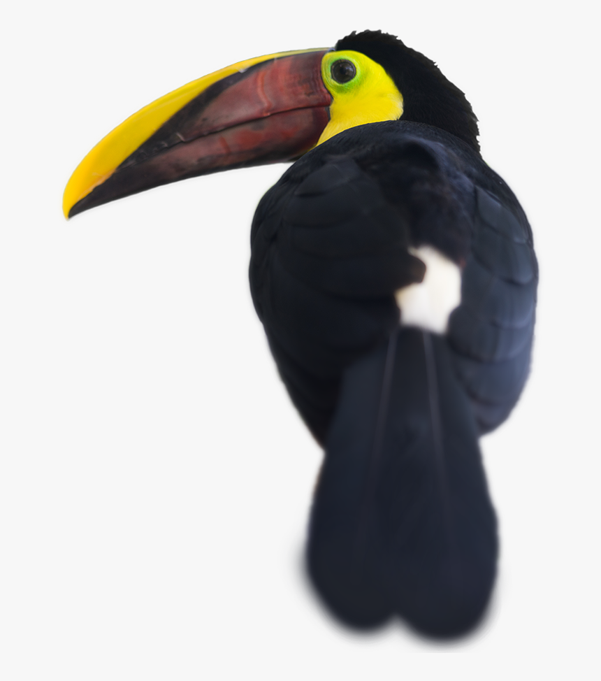 Toucan, HD Png Download, Free Download