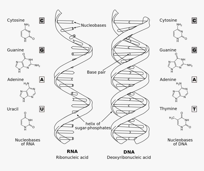 Rna And Dna Sketch, HD Png Download, Free Download
