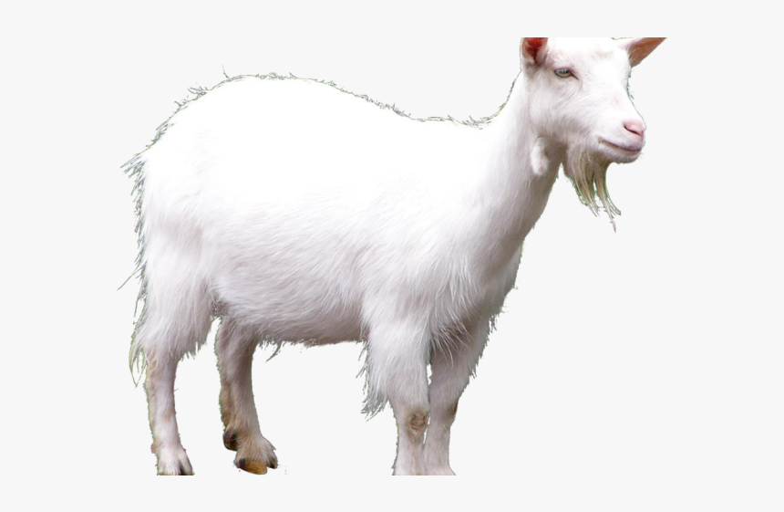 Goat Sound Name In English, HD Png Download, Free Download