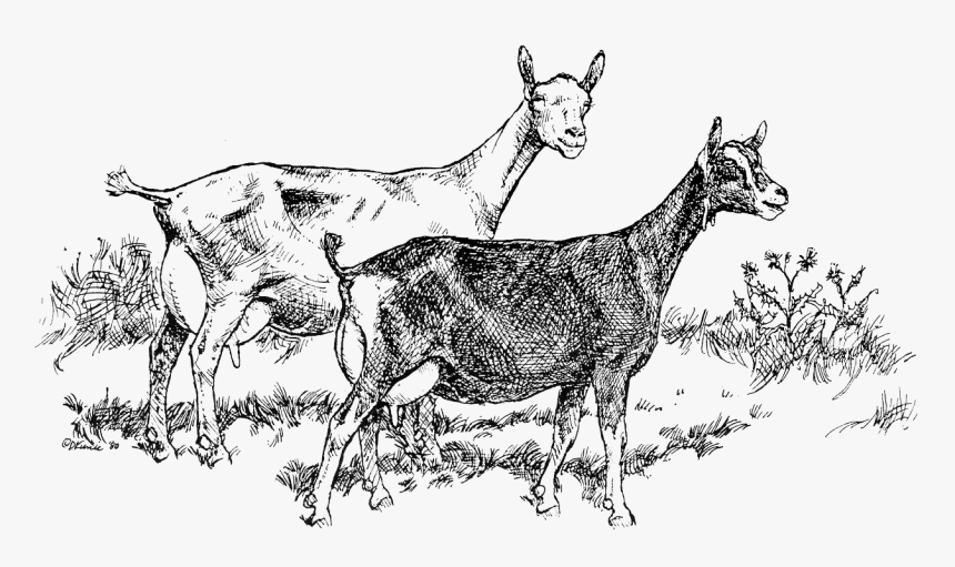 Living With Dairy Goats - Saanen Dairy Goat Illustration, HD Png Download, Free Download