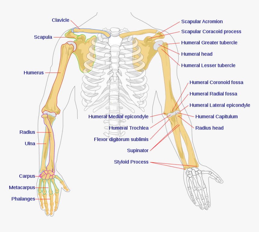 Bones In The Arm, HD Png Download, Free Download