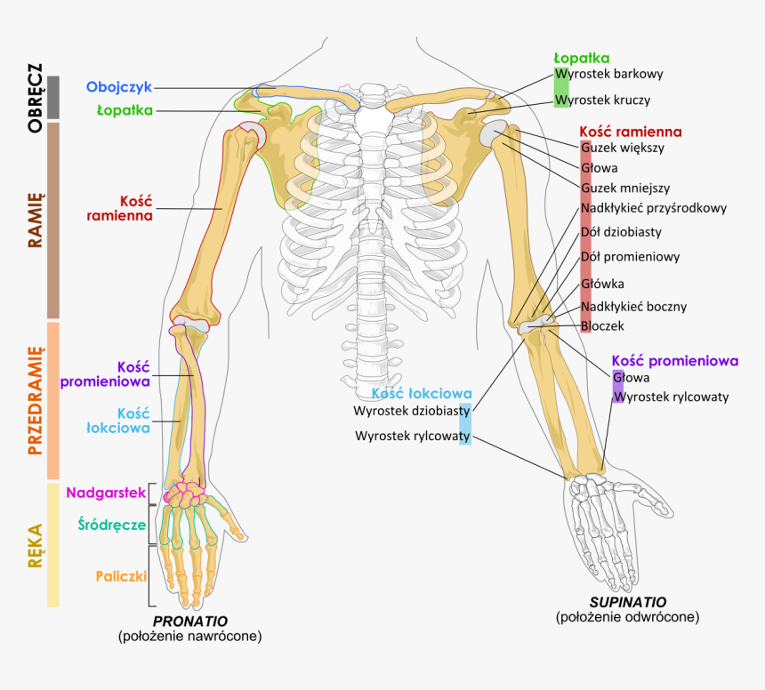 Arm Bones Diagram, HD Png Download, Free Download