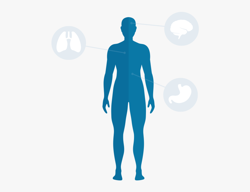 Body Download Png - Human Body Blue Png, Transparent Png, Free Download