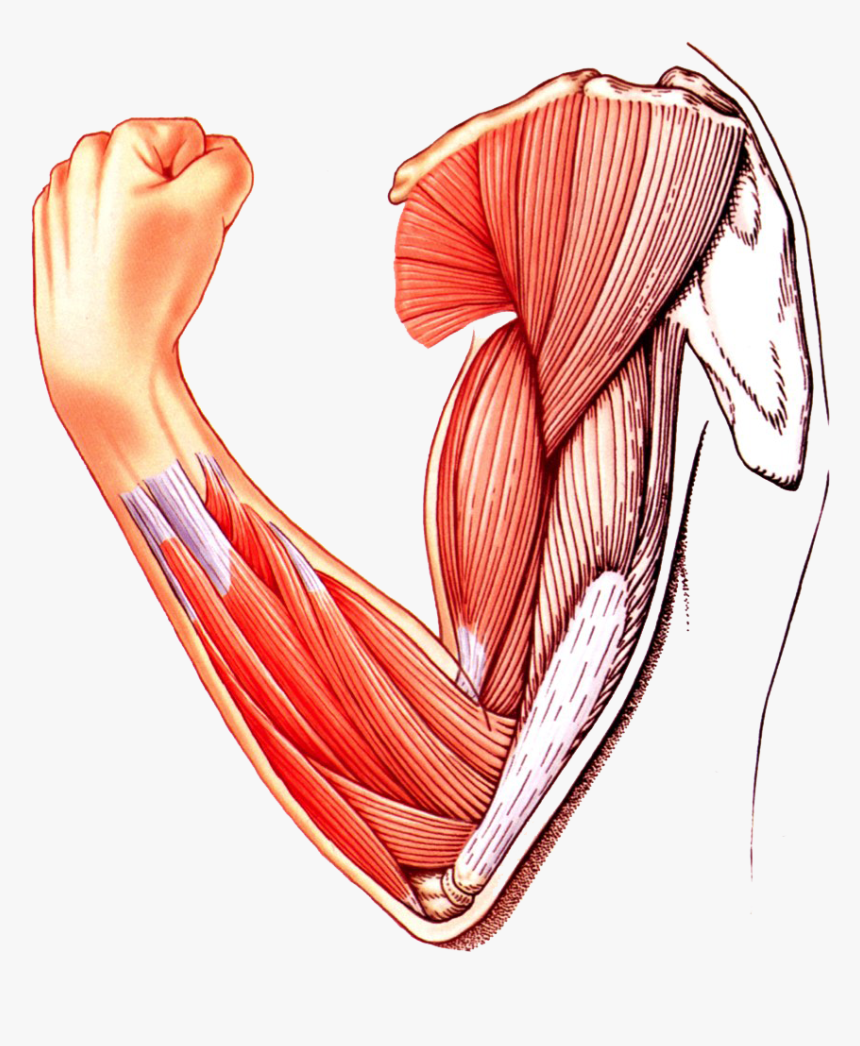 Muscle Arm Download Transparent Png Image - Skeletal Muscle Clipart Png, Png Download, Free Download