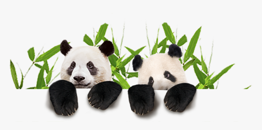 Download Panda Animal Png Transparent Images Images - Panda, Png Download, Free Download