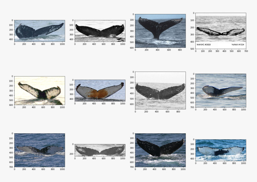 Png - Grey Whale, Transparent Png, Free Download