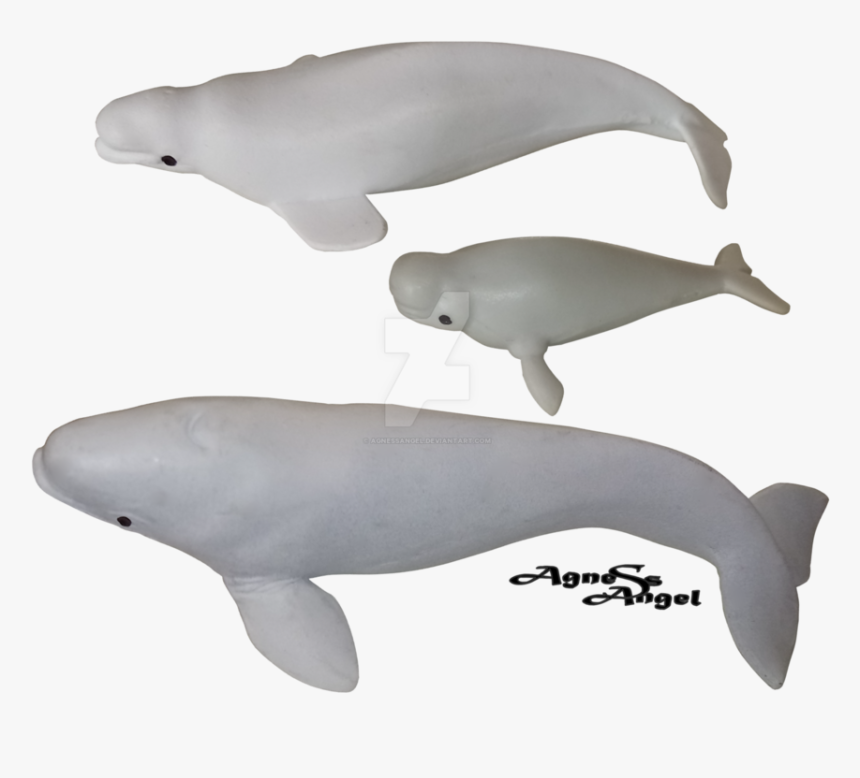Transparent Whale Beluga - Beluga Whale, HD Png Download, Free Download
