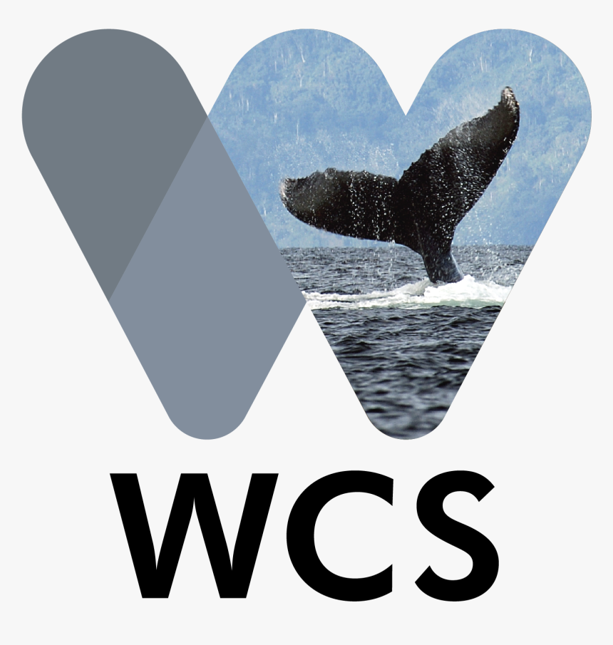 Humpback Whale Png, Transparent Png, Free Download