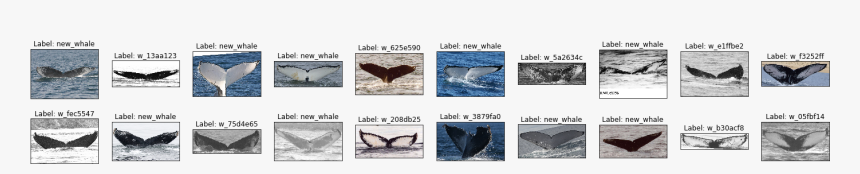 Humpback Whale, HD Png Download, Free Download