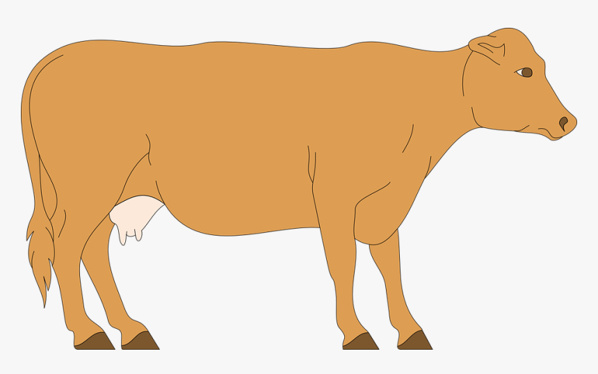 Cow, Livestock, Cattle, Farm, Animal, Beef, Dairy, HD Png Download, Free Download