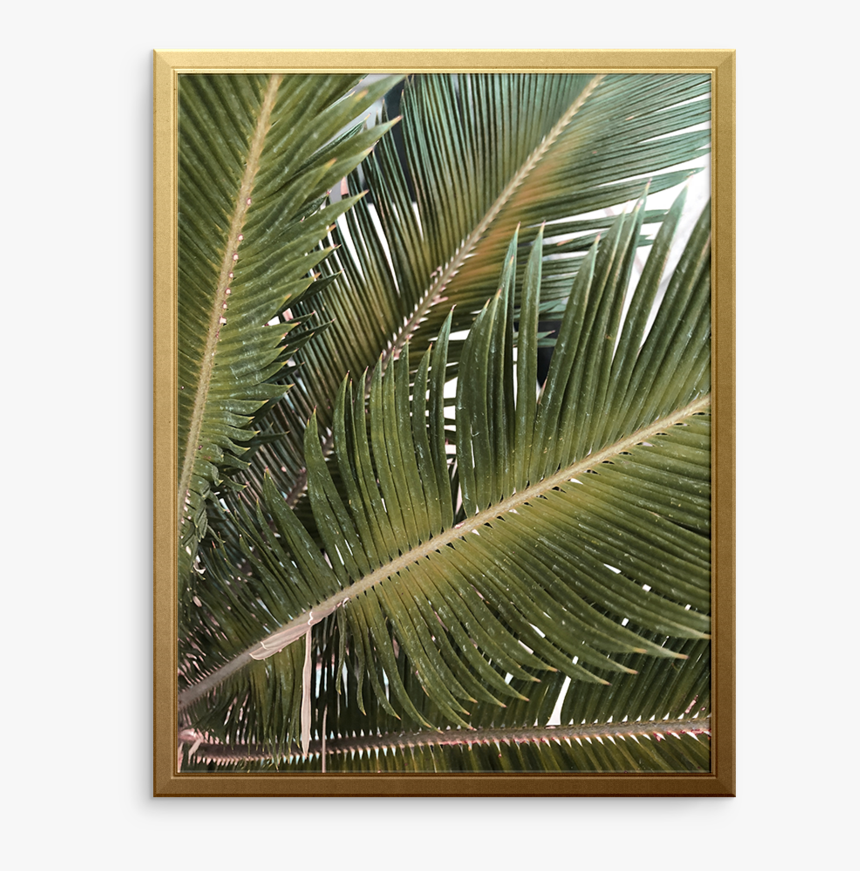 Tropical Breeze Art Print - Roystonea, HD Png Download, Free Download