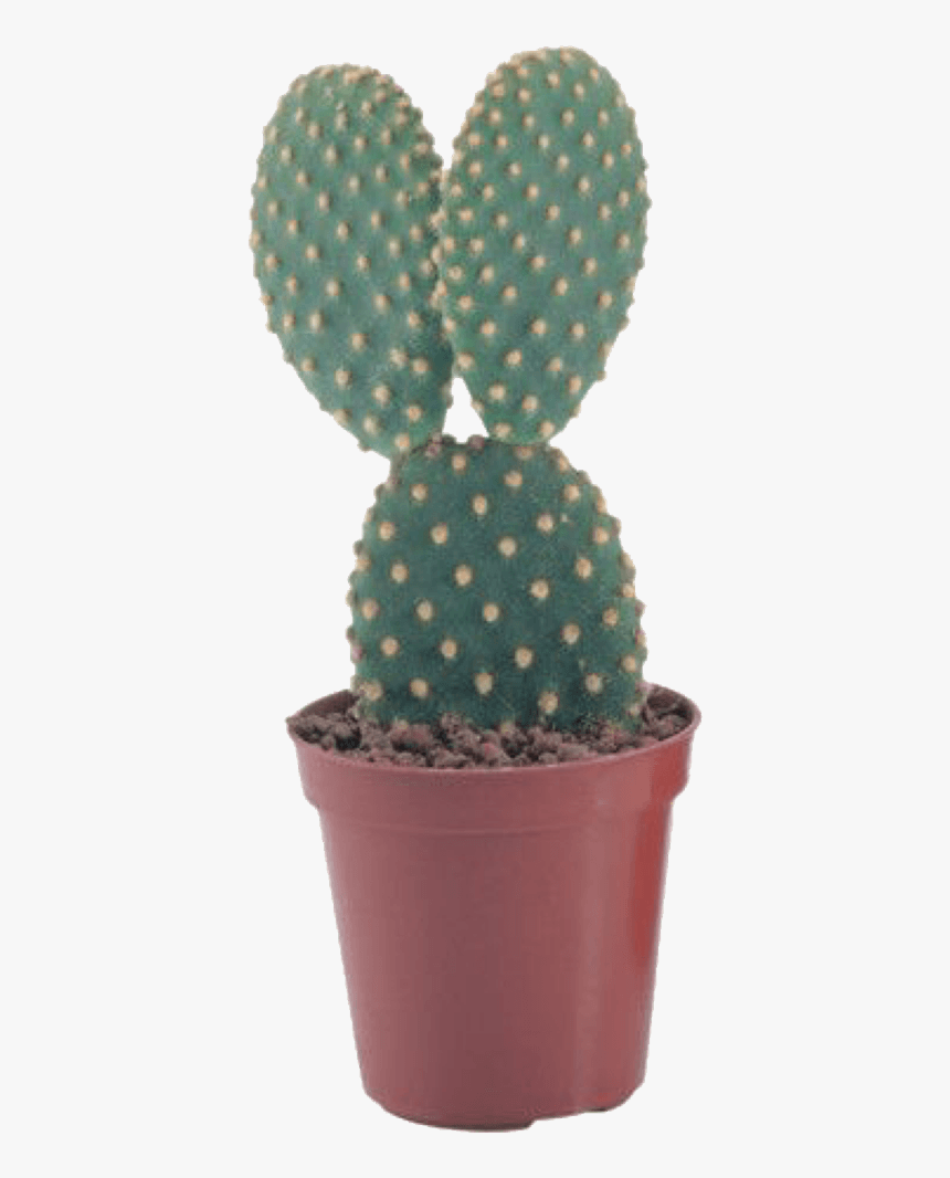 Pngs For Moodboards Pngs - Transparent Background Potted Cactus Png, Png Download, Free Download