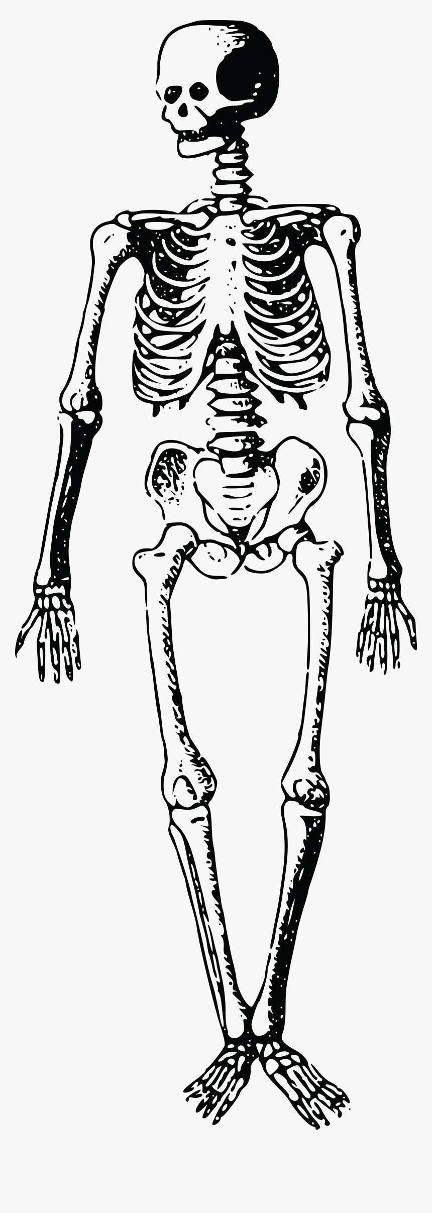 Skeleton Clip Art Mayhanrobot - Free Clip Art Skeleton, HD Png Download, Free Download