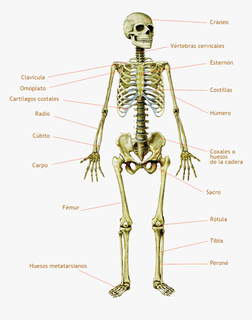 Transparent Hueso Png - Skeleton, Png Download, Free Download