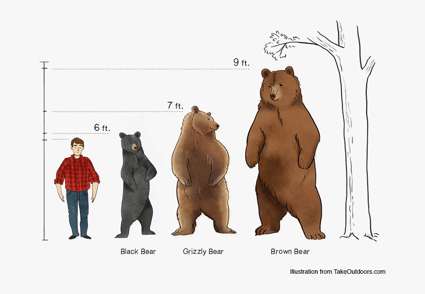 Bear bore born перевод на русский. Гризли и бурый медведь сравнение. Бурый медведь и человек Размеры. Медведь Кадьяк и Гризли отличия. Размер бурого медведя по сравнению с человеком.