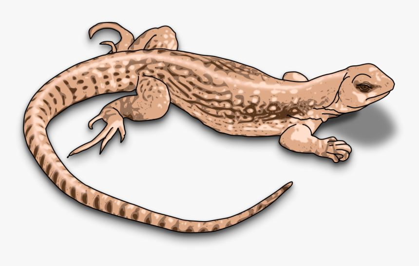 Clipart Images Of Lizard, HD Png Download, Free Download