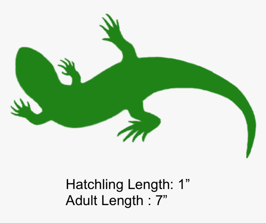 Reptile,amphibian,clip Art,lizard,wall Lizard,tail,animal - Clipart Salamander, HD Png Download, Free Download