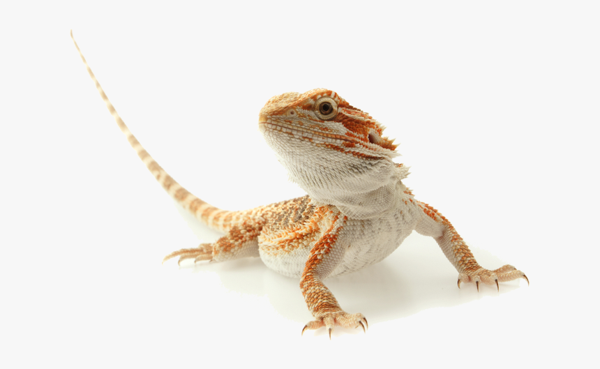 Lizard Clipart Exotic Animal - Bearded Dragon Transparent Background, HD Png Download, Free Download