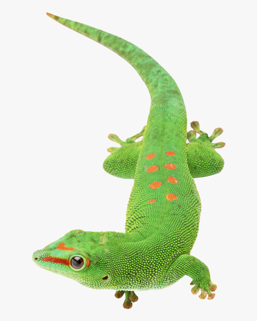 European Green Lizard - Gecko With Transparent Background, HD Png Download, Free Download