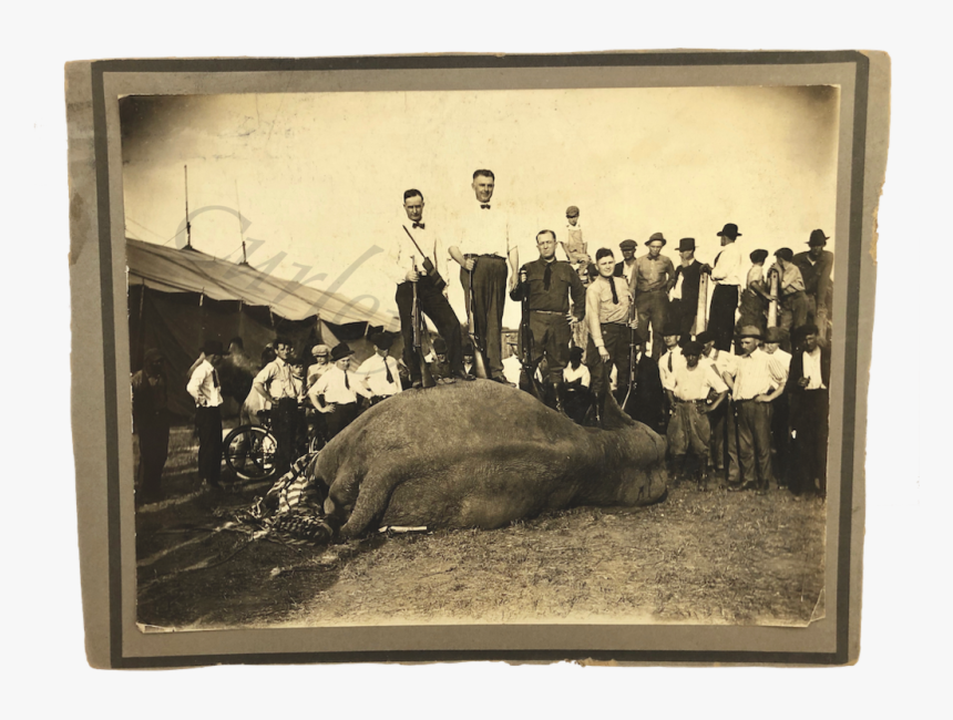 Vintage 1940 Dust Bowl Era Circus Elephant Shot Dead - Circus History Elephant, HD Png Download, Free Download