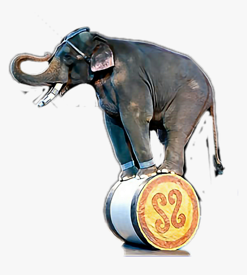 #elephant #circus - Indian Elephant, HD Png Download, Free Download