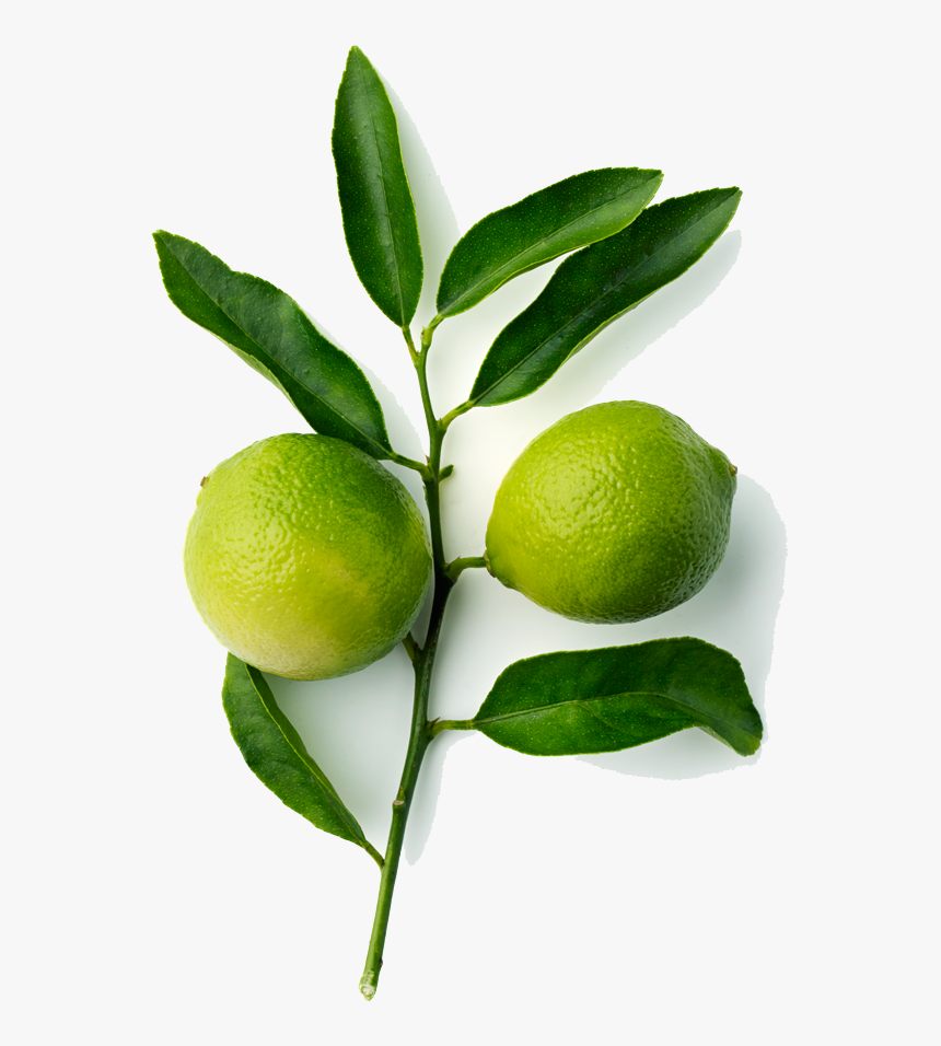 Persian Lime, HD Png Download, Free Download