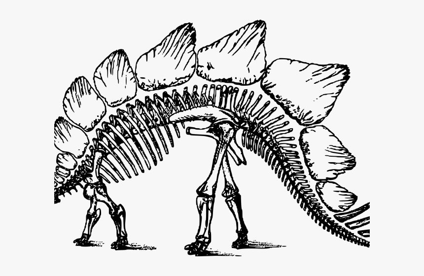 Free On Dumielauxepices Net - Stegosaurus Skeleton Png, Transparent Png, Free Download