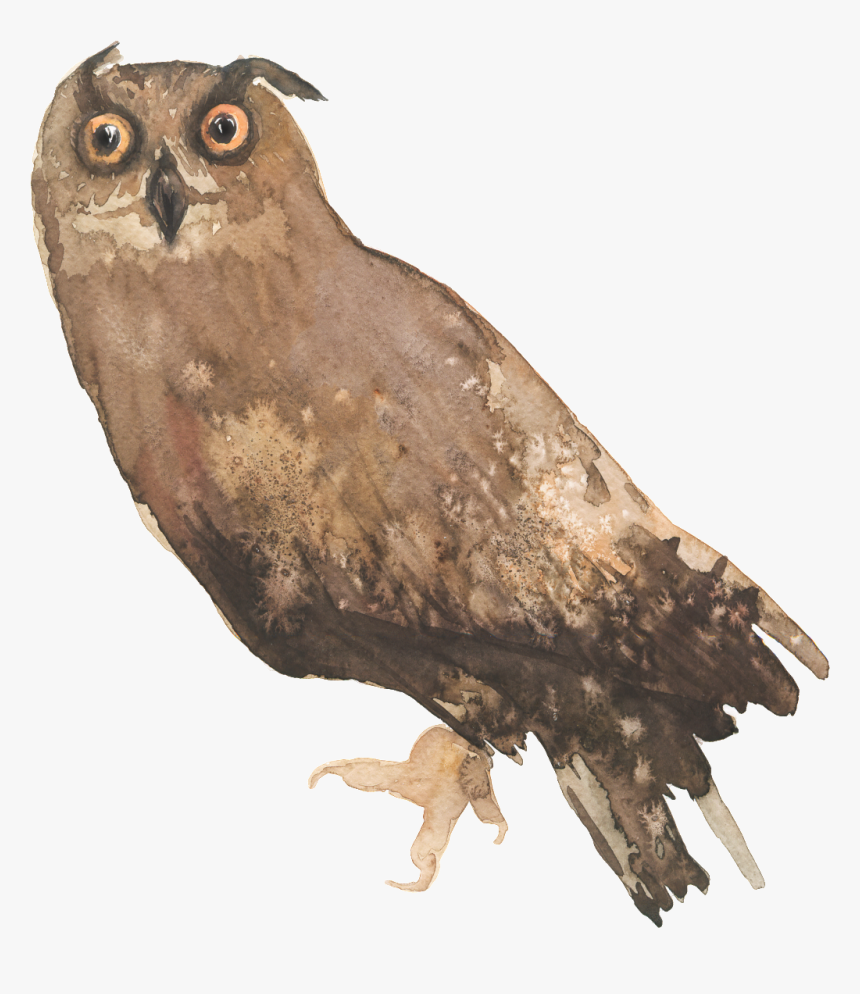 Lively Owl Cartoon Transparent - Owl, HD Png Download, Free Download