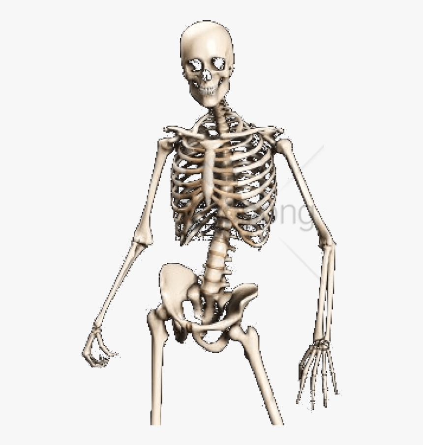 Skeleton,shoulder,human - Transparent Skeleton Png, Png Download, Free Download