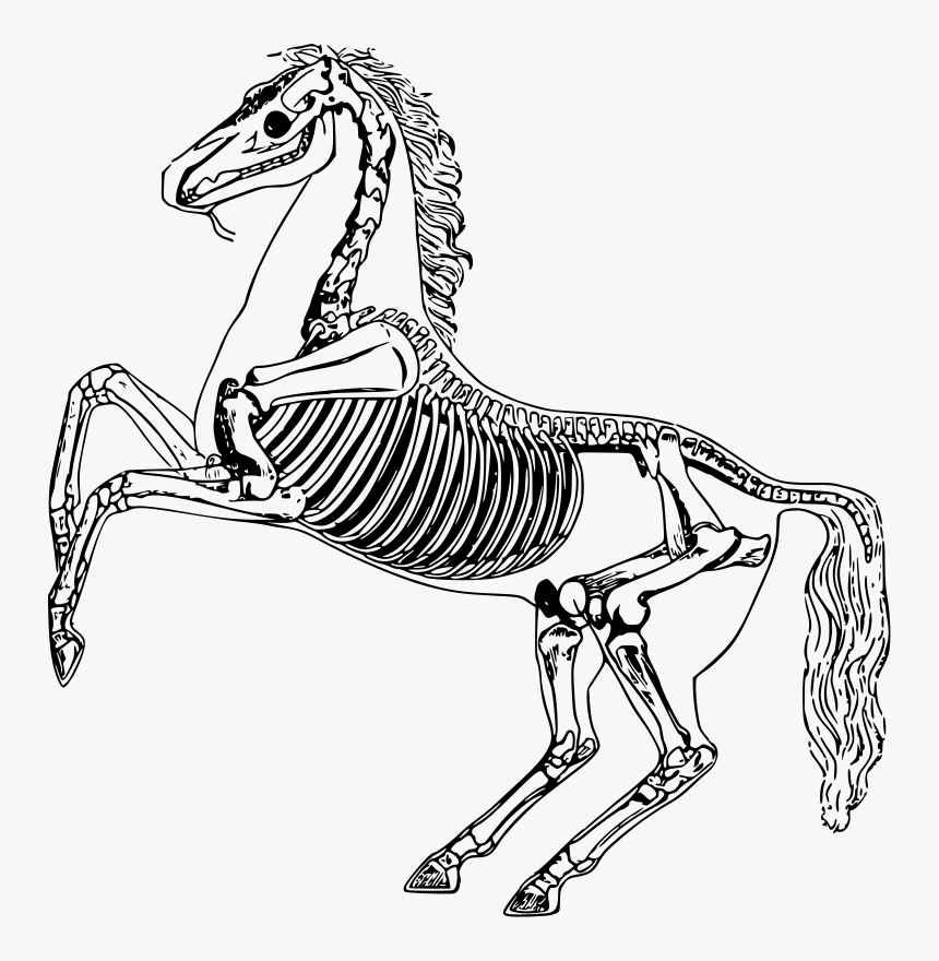 Horse Skeleton - Skeleton Horse Drawing, HD Png Download, Free Download