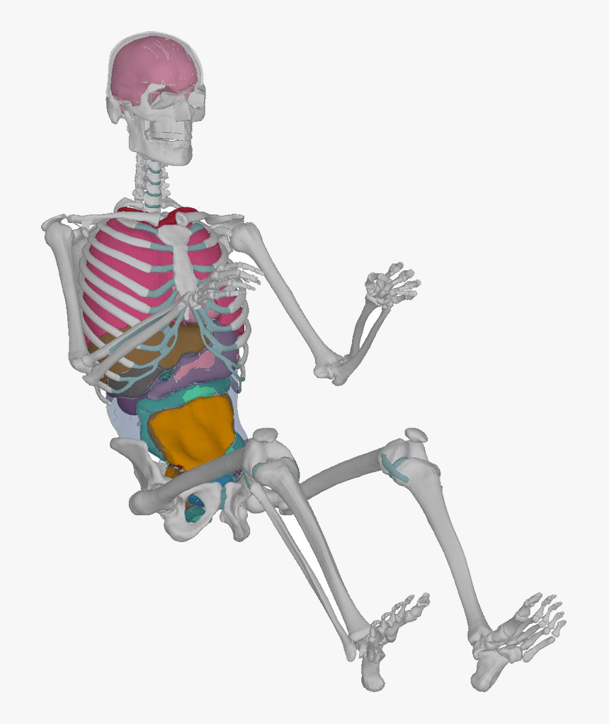 Transparent Skeleton Arm Png - Skeleton Transparent Png, Png Download, Free Download