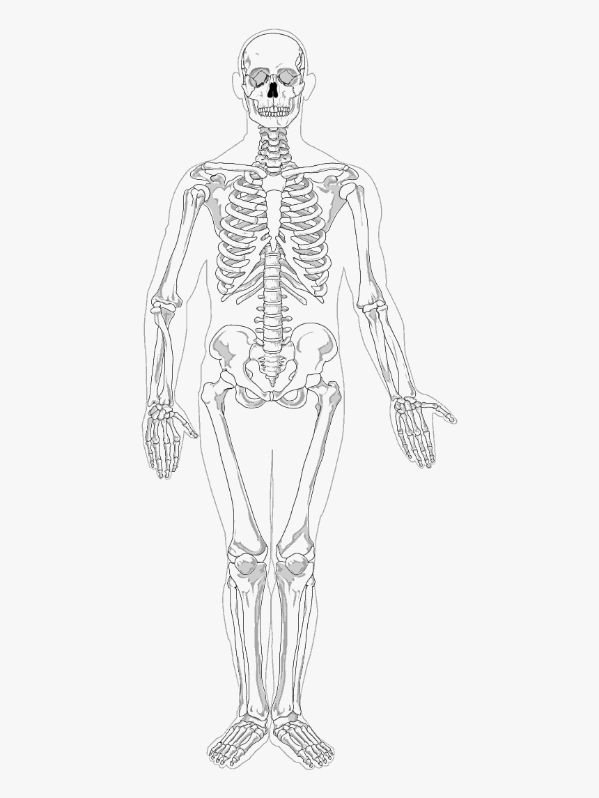 Transparent Skeleton Clip Art - Labeled Diagram Of The Axial Skeleton, HD Png Download, Free Download