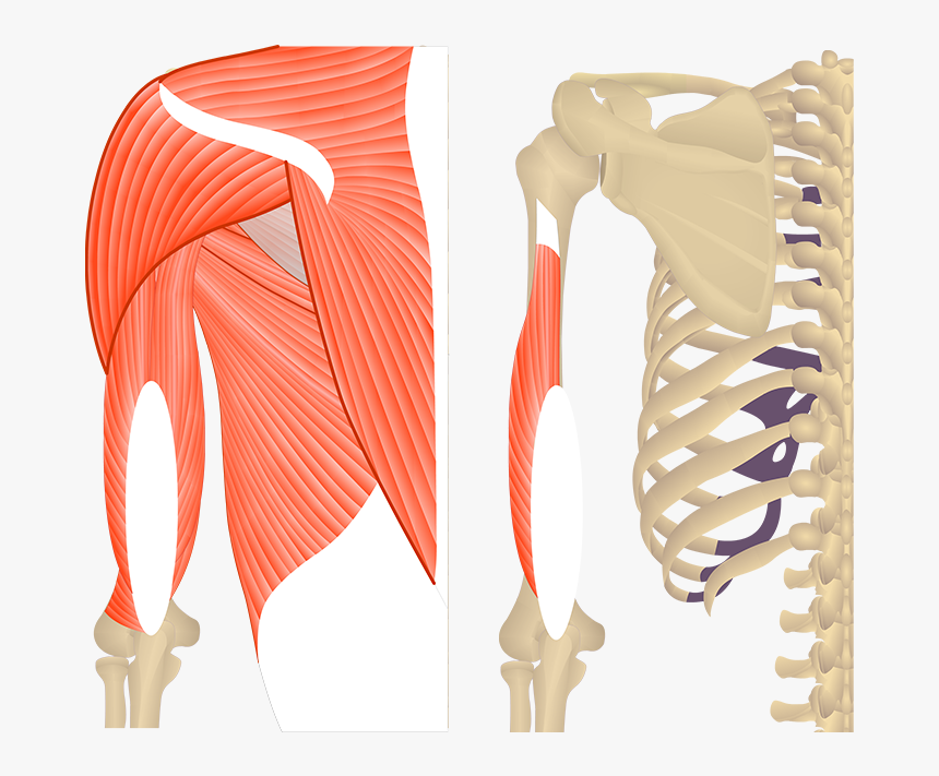 Featured Image Showing Two Views Of The Posterior Upper - Triceps Brachii Get Body Smart, HD Png Download, Free Download